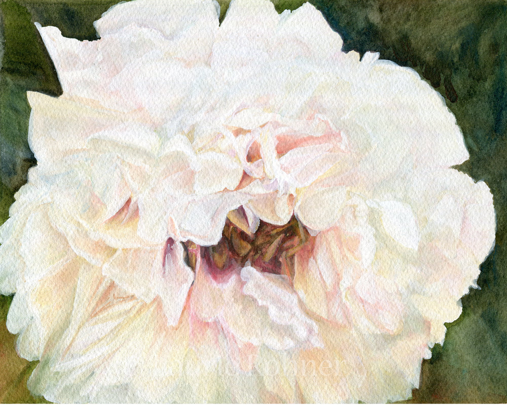 Watercolor of a white peony by Laurie Rohner